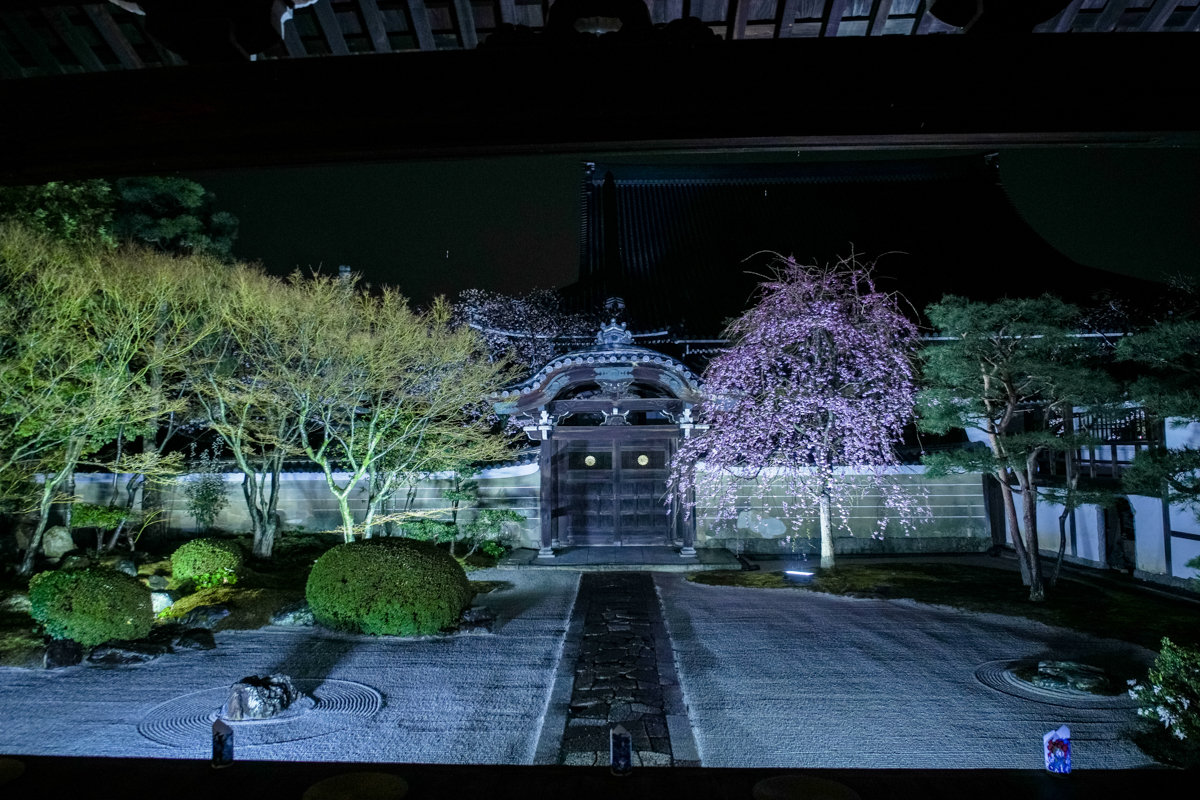 2019年春 妙顯寺 1