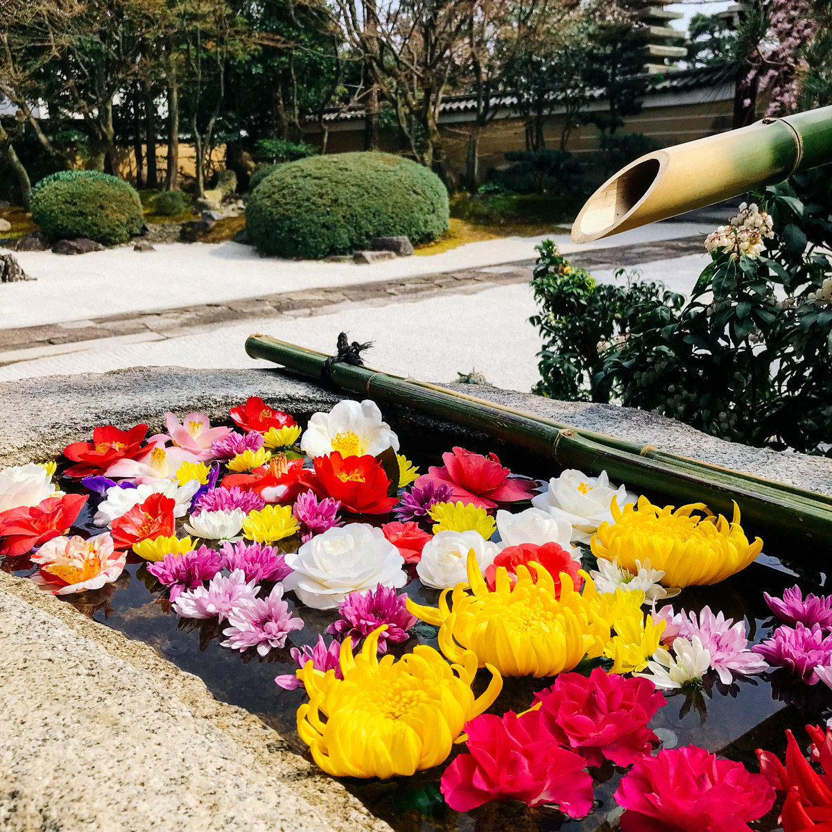 2019年春 妙顯寺 3