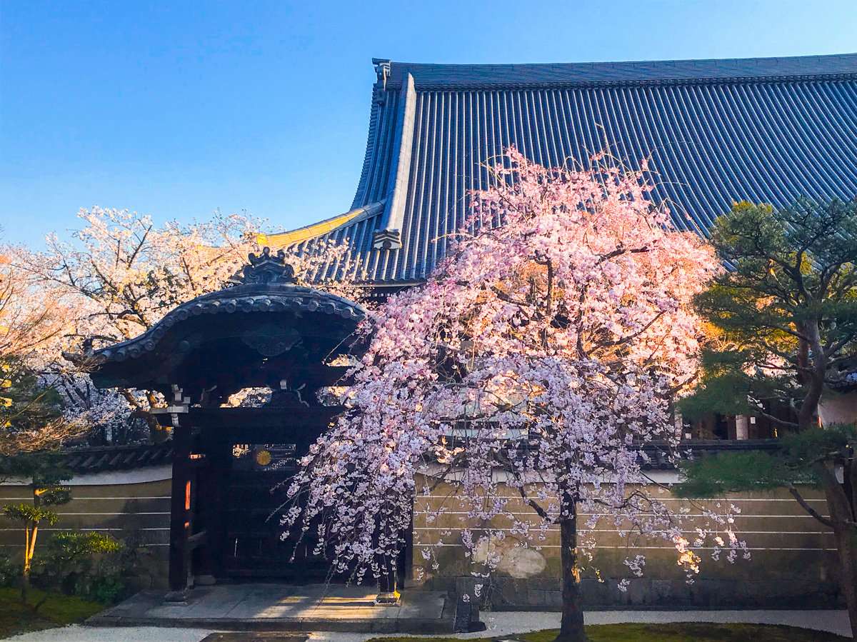 2019年春 妙顯寺 13