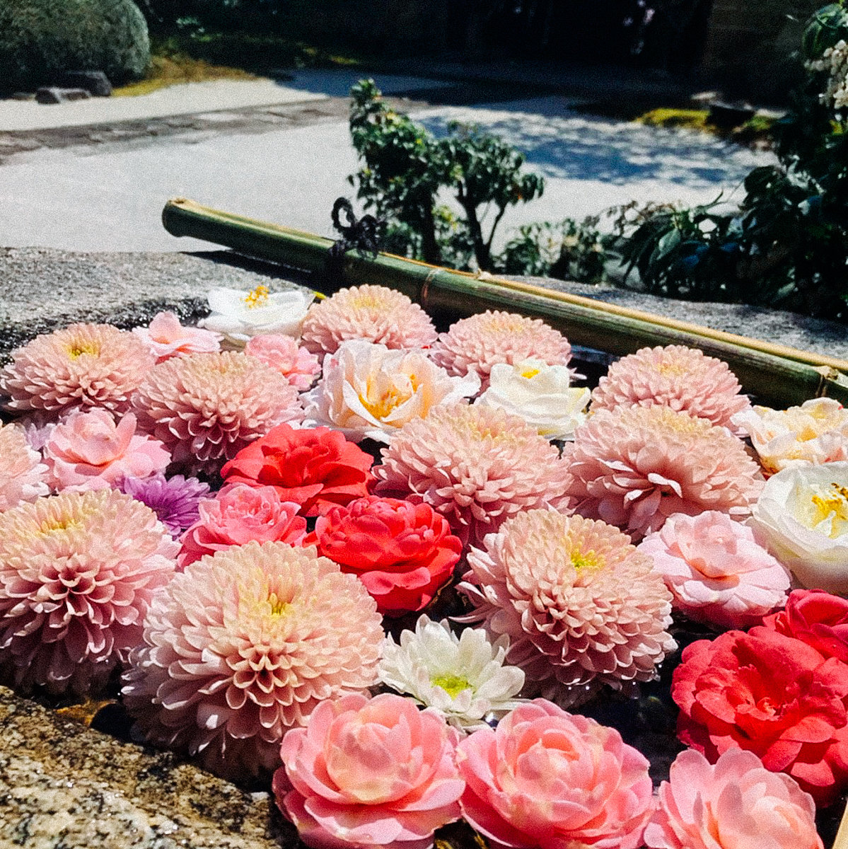 2019年春 妙顯寺 14