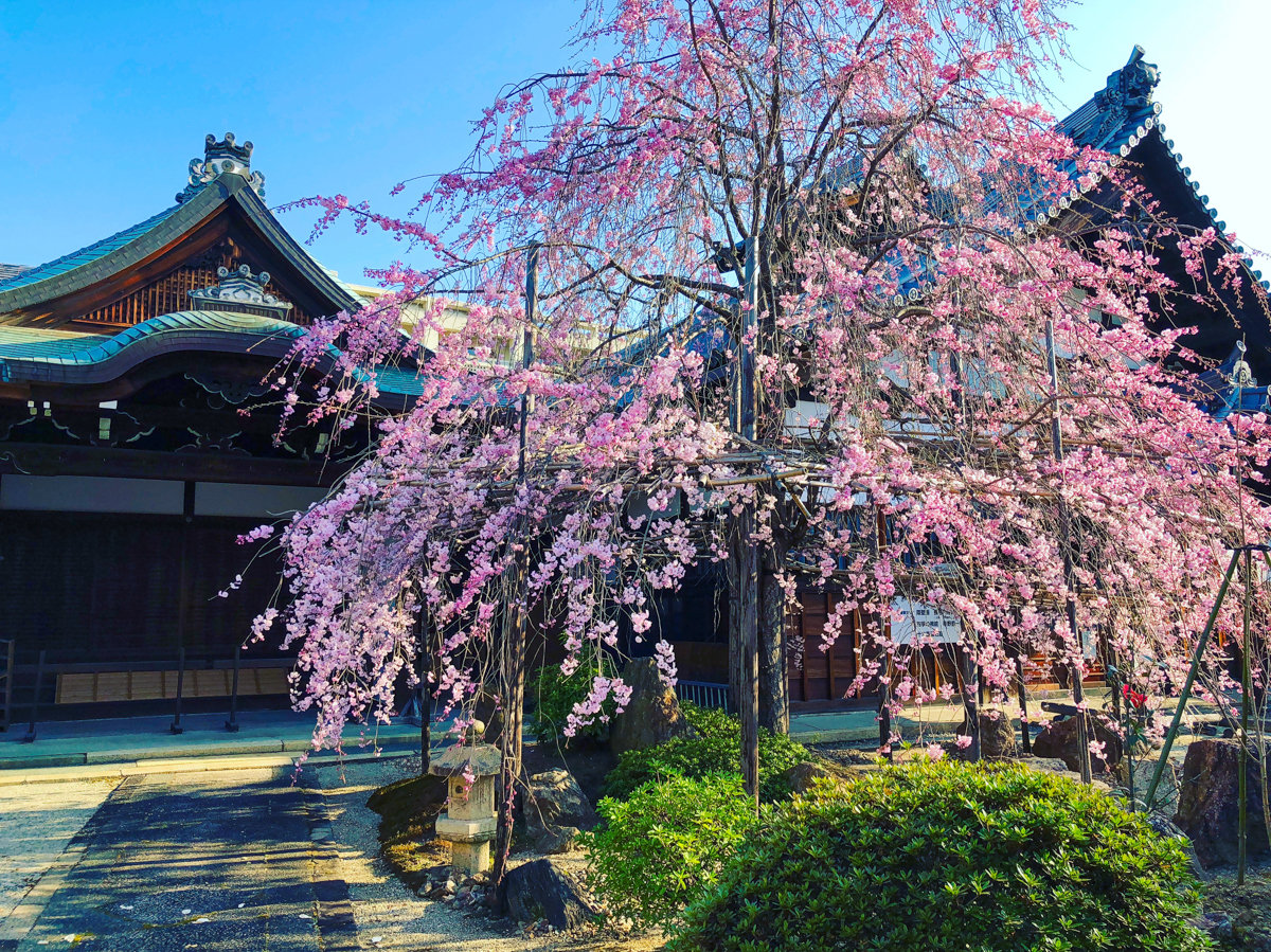 2019年春 妙蓮寺 1