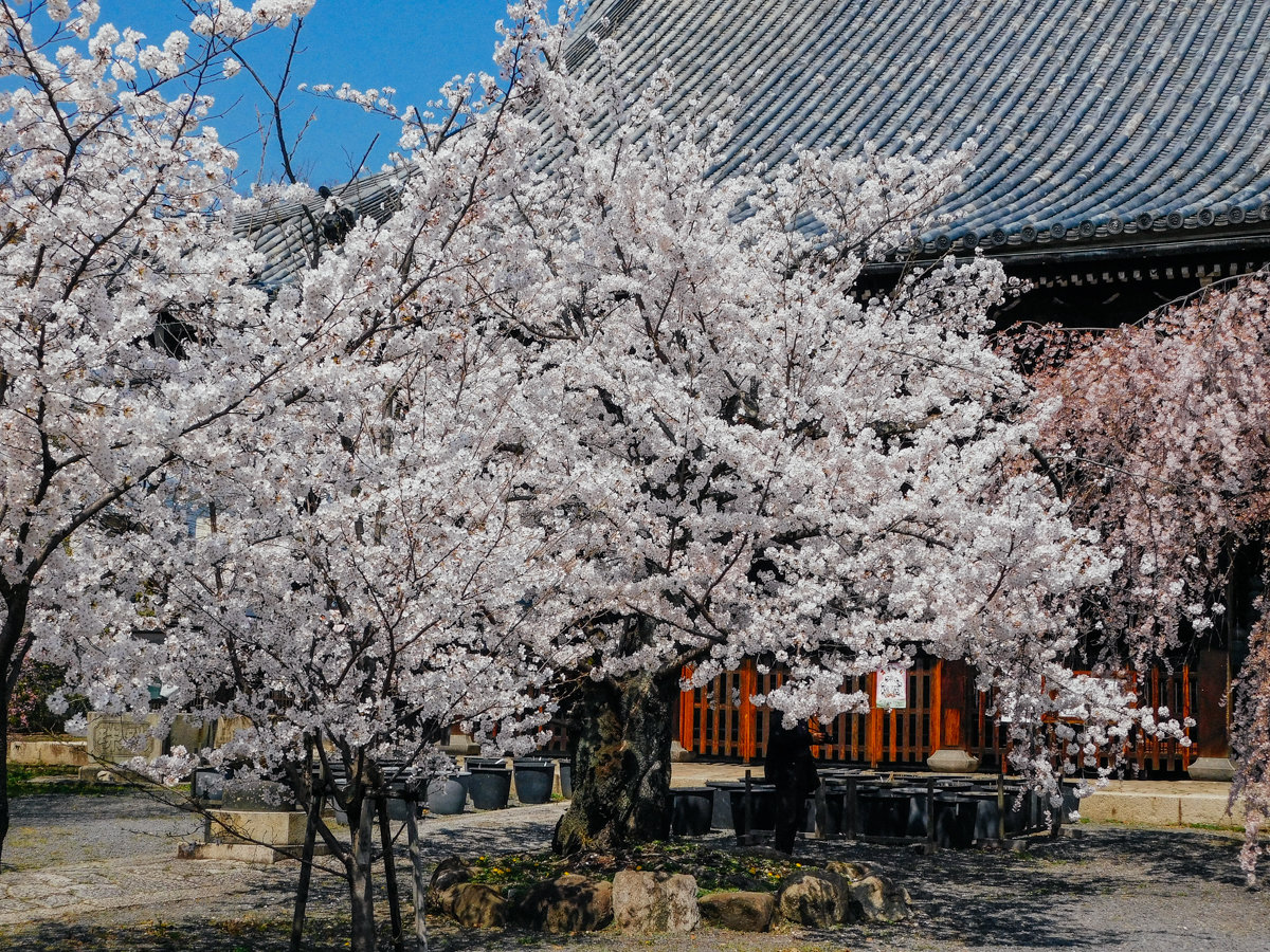 2019年春 妙蓮寺 6