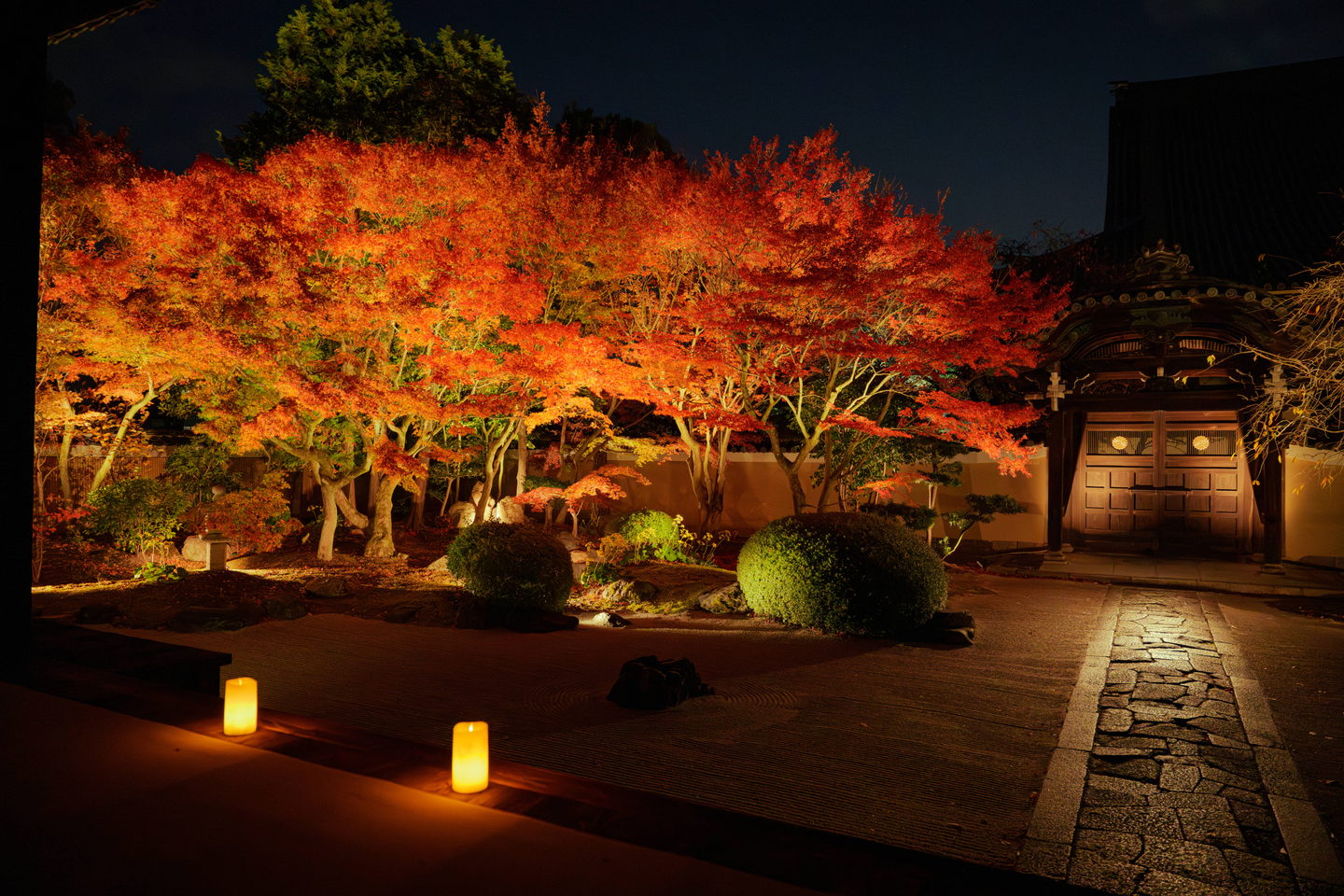 ライトアップされた紅葉と山門