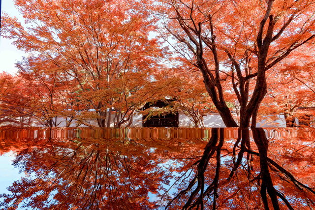 妙覺寺 水面に映る紅葉