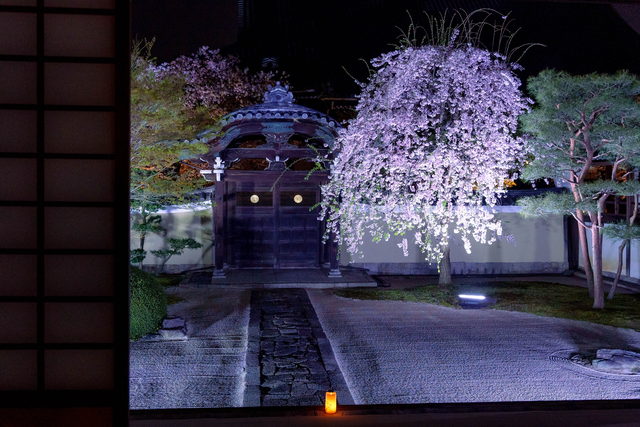 妙顯寺 夜桜のライトアップ